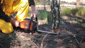 Why Choose Our Tree Removal Services in Casselberry, FL?