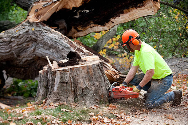 Professional Tree Services in Casselberry, FL