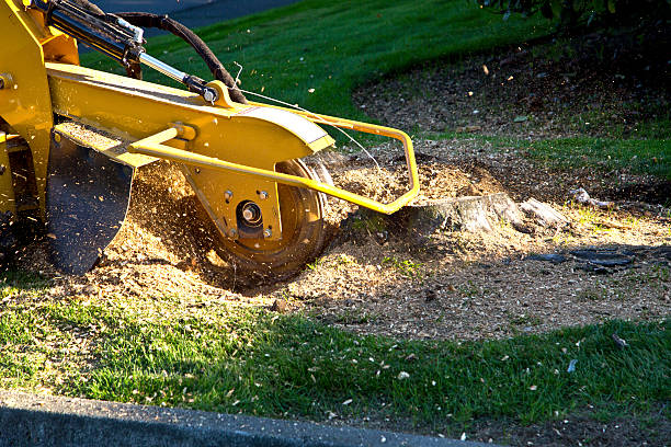 Best Sod Installation  in Casselberry, FL